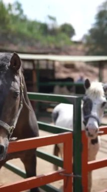 Güneşli bir çiftlikte renkli bir çitin arkasında duran iki at, sakin bir kırsal manzara sergiliyor..