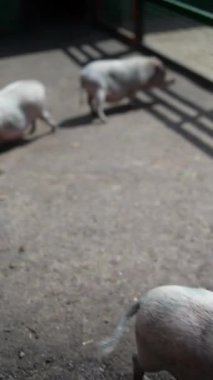 Açık havada, dört domuz çitlerle çevrili bir ağılda geziyor. Güneşli bir gökyüzünün altındaki bir çiftlikte besleniyor ve geziniyor.