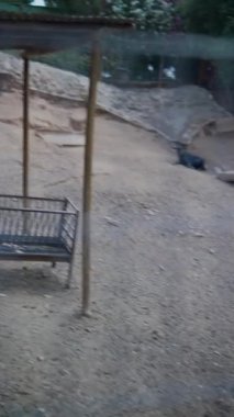 Hayvanları çevreleyen, keçi ve tavukları kuru toprak bir ortamda barındıran bir tarım ortamı.