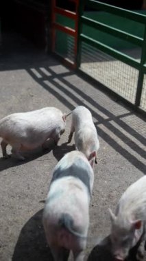 Güneşli bir çiftlikte açık hava çevrelerinde, kırsal bir çevre ve tarlalarla çevrili, birkaç domuz rahatça yürüyor ve yemek yiyor.