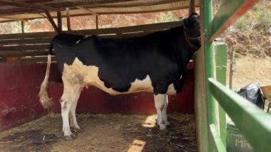 Sağlıklı Holstein ineği kapalı ahşap bir muhafaza içinde duruyor. Tarımsal içerik için ideal..