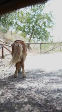 Minyatür at çamurlu bir yolda yürüyor ağaçlarla çevrili, kırsal bir alanda güneş ışığıyla yıkanmış..