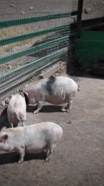 Üç sevimli domuz yavrusu, güneş ışığının altında çitle çevrili bir yerde neşe içinde yemek yiyor.