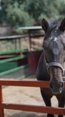 Huzurlu kahverengi at, yemyeşil otlaklar ve sakin çevreler arasında, kırsal bir çiftlikte huzur içinde otluyor.