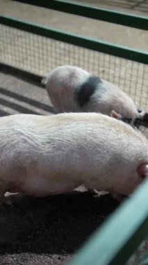 Çiftlik çevresindeki domuzları gösteren yüksek kaliteli bir video, tarım ve çiftlik yaşamı bağlamında ideal.