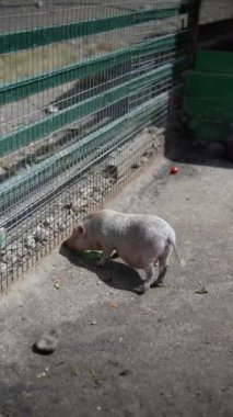 Küçük, tapılası bir domuz yavrusu güneşli bir günde çitlerle çevrili bir yerde mutlu bir şekilde sebze yiyor.