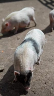 Güneşli bir günde ağılda beslenen bir grup domuzun videoları. Yakın çekim çeşitli açıları gösterir.