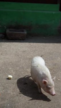 Domuzlar neşeli bir şekilde kırsal bir alanda oynuyorlar. Kaygısız ve büyüleyici davranışlarını yansıtıyorlar.