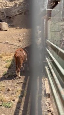 Kahverengi ve beyaz bir keçi güneş ışığının altındaki bir bahçedeki çitin yanında otluyor, kayalık bir zeminin arka planına sahip.