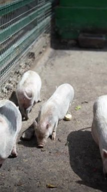 Şirin domuzcuklar gün ışığında çiftliklerinin etrafını inceliyor ve çiftlik hayvanlarına göz gezdiriyorlar.