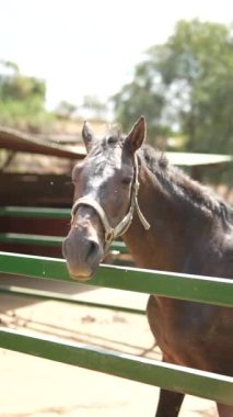 Güneşli bir günde ağılında duran koşumlu bir atın kırsal bir arka planı olan yakın plan görüntüsü..