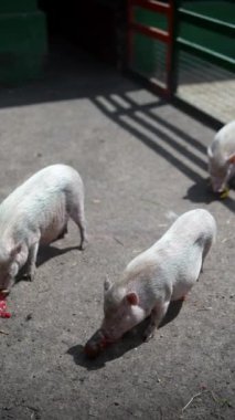 Yavru domuzlar açık havada eğlenerek ve keşfederek keyifle vakit geçirirler.