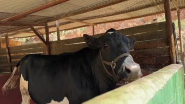 Ahırın içinde siyah beyaz bir inek. Hayvan yaşamını ve tarım temaları sergilemek için mükemmel..