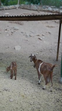 Dağılmış kayalarla dolu bir açık alanda, kahverengi bir keçi ve çocuğu birlikte barınak arıyorlar.