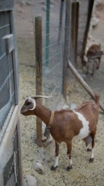Bir keçi kırsal bir çiftlikteki çitlerin arasından tarımı ve çiftlik hayvanlarını gözetliyor.