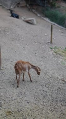 Genç bir keçi, bir hayvanat bahçesinde ya da çiftlikte açık havada otluyor. Huzurlu ve odaklanmış görünüyor..