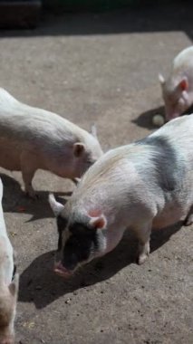 Beton bir yüzeyde beslenen, güpegündüz yakalanan, siyah beyaz benekli birkaç domuz..