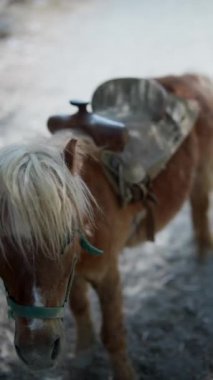 Eşsiz sarışın yeleli, eyerli bir midillinin yakın çekimi ata binmekle ilgili aktiviteleri sembolize ediyor.