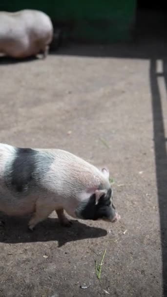Les porcs profitent de leur temps à l'extérieur dans un enclos ouvert par une journée ensoleillée, explorant et mangeant dans un environnement naturel