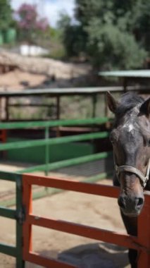 Yeşil ve turuncu çitlerle çevrili, otlaktaki bir atın huzurlu bir görüntüsü, resim gibi ve sakin bir manzara yaratır.