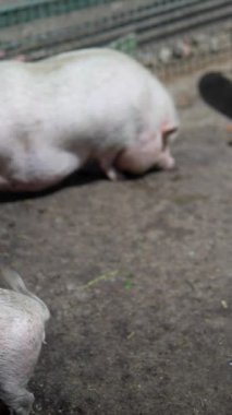 Domuzlar bir çiftlikte yerde yatıyor. Kırsal kesimde, kahverengi ve beyaz çiftlik hayvanlarının yaşadığı bir yer.