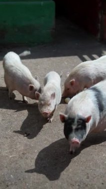 Sevimli domuzcuklar güneş ışığı kalemiyle çevrelerini keşfediyorlar. Çiftlik, hayvan ve doğa temaları için mükemmel..