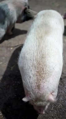 Video çerçeveleriyle çeşitli çiftlik ortamlarında otlayan bir çift domuzun doğuştan gelen çevresini göstermesine tanık olun.