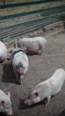Bir grup domuzun tarımla ilgili içerik oluşturulması için ideal bir açık hava muhafazasındaki çeşitli açılarını yakalayın.