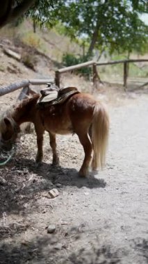 Heykeli olan dingin bir midilli, parlak bir günde, açık havada, ahşap bir çitten sessizce beslenir.