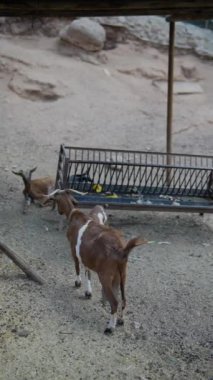 Keçiler, doğal ve kayalık bir çevreyle çevrili açık bir alanda metal bir besleyicinin yanında besleniyor..