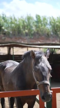 Güneşli gökyüzünün altında, sakin bir çayırda, parlak paltolu güzel bir at huzur içinde duruyor yeşilliğin ortasında.