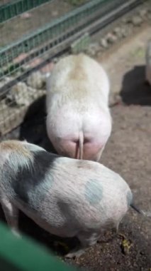 Güneşli bir günde çiftlikte gezen ve beslenen sağlıklı domuzlar sürüsü hayvancılık yapıyor..