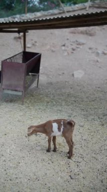 Kırsal bir çevrede bir grup keçi çatıdaki bir barınağın altında metal bir besleyicinin yanında yemek yiyor ve keşfe çıkıyorlar..