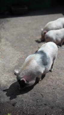 Bir grup minyatür domuz, merakla ve canlılık göstererek, gün ışığıyla çevrelerinde mutlu mesut dolaşıyorlar.