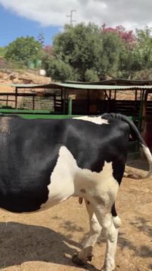 Videoda çiftlik alanındaki Frizya ineğinin görüntüsü gösteriliyor. Çiftlik hayatının farklı yönlerini vurguluyor.