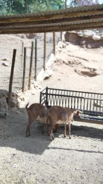 İki kahverengi keçi, sınırlı bitki örtüsüyle kurak bir çevrede gölgeli bir yapının altındaki bir çiftlikte geziniyor.