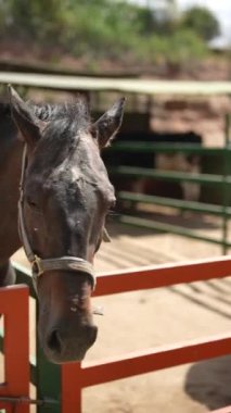Huzurlu bir atın, sakin duruşunu ve görkemli varlığını gözler önüne seren otlaktaki yakın çekimleri.