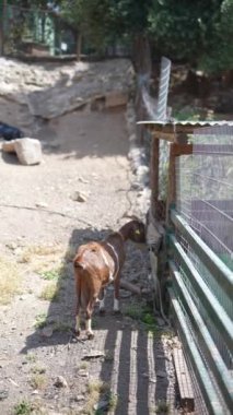 Hayvanat bahçesinin içinde hoş bir günde beyaz çizgili kahverengi bir keçi çitin yanında görüldü.