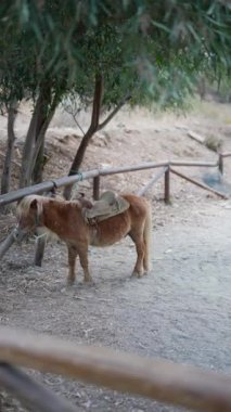 Çevresi kırsal ve yeşilliklerle çevrili kırsal bir arazide çitlere bağlı sevimli bir midilli.
