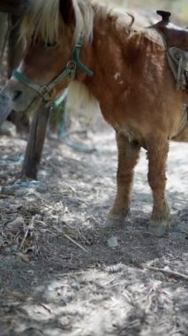 Kahverengi bir midillinin eyerle yakınlaşması, ormanda bir ağacın yanında durması, kırsal ve sakin bir manzara yaratıyor.