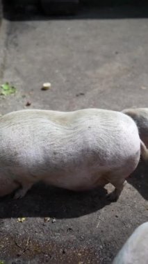Açık bir günde üç domuzun yemek yemesi ve kapalı ortamlarını keşfetmesi, yemeklerin tadını çıkarması..