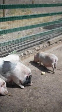 Bir grup domuz kapalı bir çiftlik ortamında güneşli bir günde ağıllarında yemek yiyor ve dolaşıyorlar..