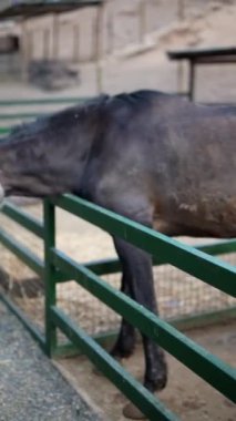 Bir çiftlikte ya da hayvanat bahçesinde yeşil bir çitin üzerinden eğilen siyah bir at bir dizi görüntüde görülüyor..