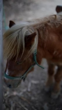 Sarı yeleli ve yeşil halterli tatlı bir midilli huzurlu bir şekilde kırsal alanda duruyor.