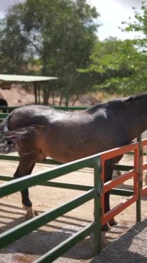 Güneşli bir günde, bir çiftlikteki çayırda duran göz kamaştırıcı siyah bir at görkemli varlığını sergiliyor..