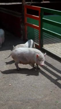 Güneşli kalemlerini keşfediyorlar, üç küçük domuzcuk mutlu bir şekilde dışarıda günün tadını çıkarıyorlar.