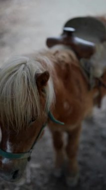Sarışın yeleli ve eyerli sevimli kahverengi bir midilli kırsal ve doğal bir açık hava ortamında kurulur.