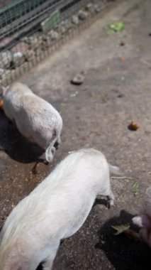 Büyüleyici domuzlar yemeklerini yiyorlar, güneşli bir günde çiftlikte çekilmiş, kırsal hayatın güzelliğini gözler önüne seriyorlar.