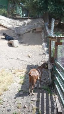 Hayvanat bahçesindeki bir duvarın yanında başka bir hayvanın yanında kahverengi bir keçi var.