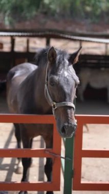 Karanlık bir at zarif bir şekilde çitin arkasındaki sakin bir çiftlikte duruyor, güneşli ve huzurlu bir arka planda.